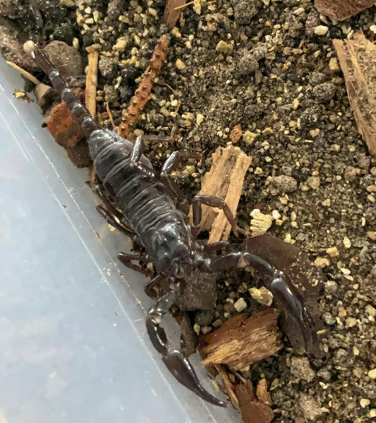 Heterometrus loaticus THAI FOREST SCORPION (JUV)