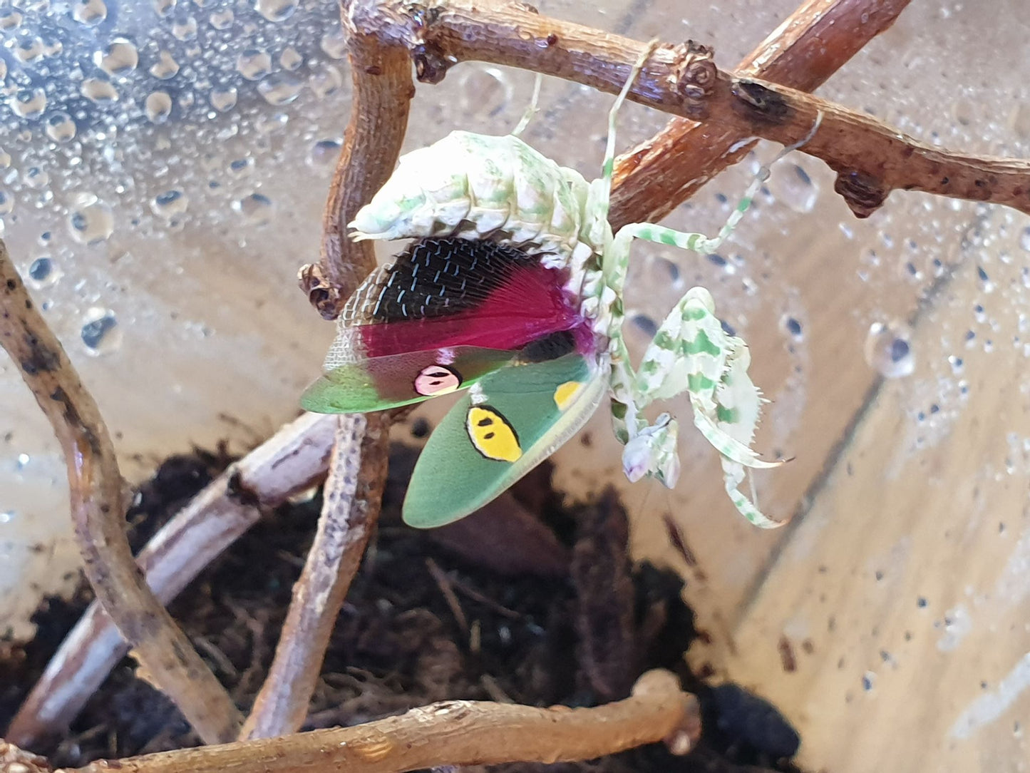 Creoboter urbanus MALAY FLOWER MANTIS (L3+)