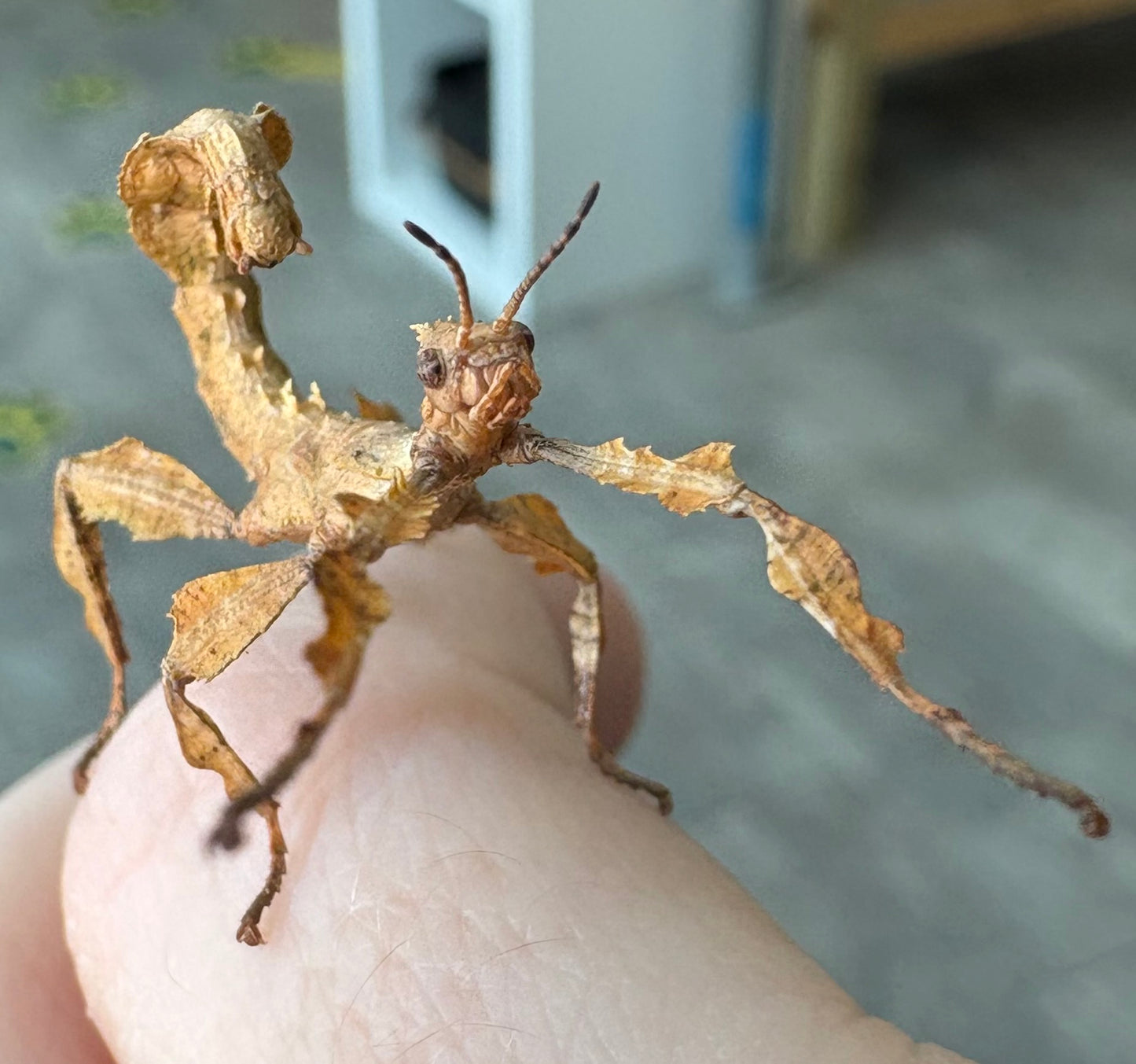 Macleays Spectre Extatosoma tiaratum