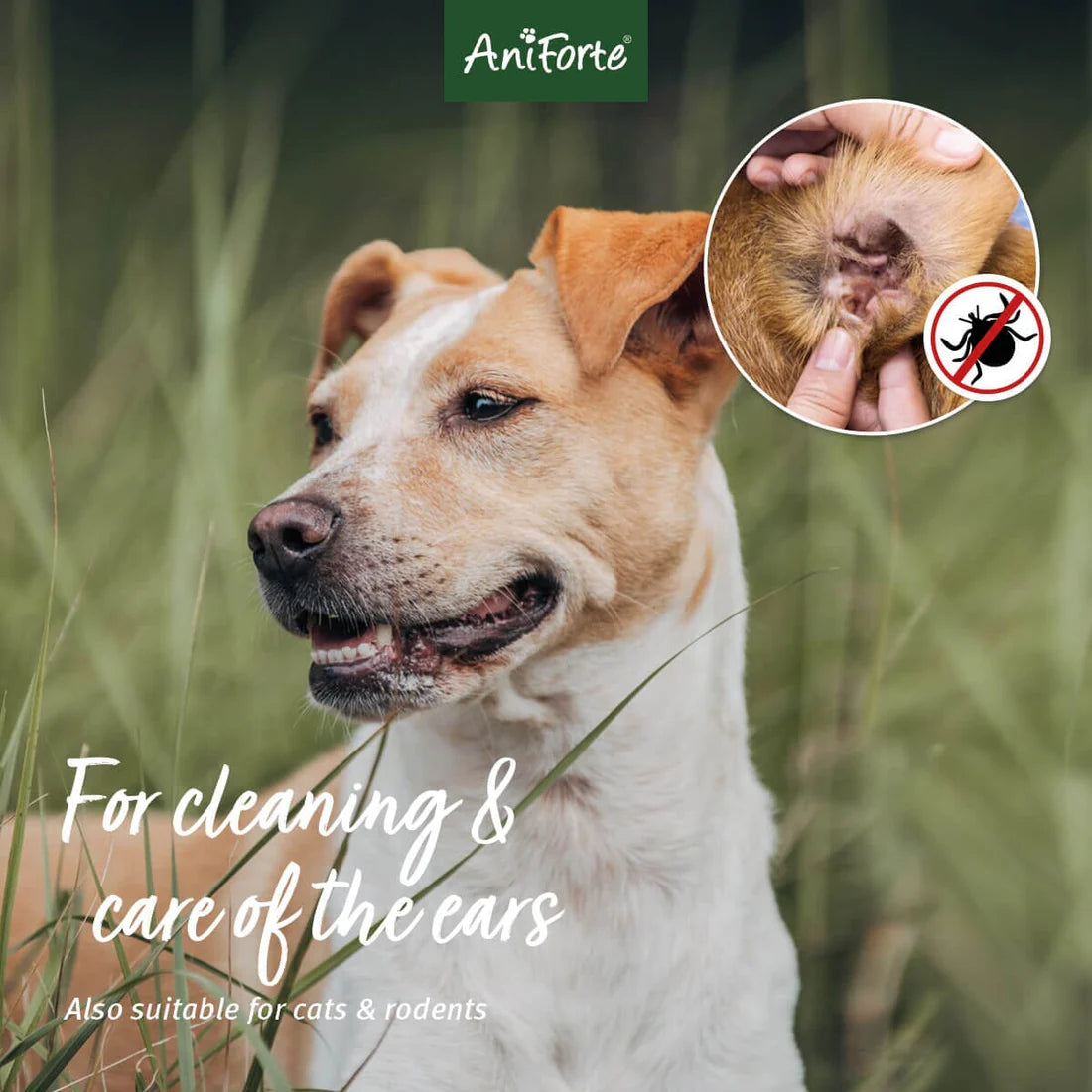Ear Mite Treatment Dog Cat Small Animal