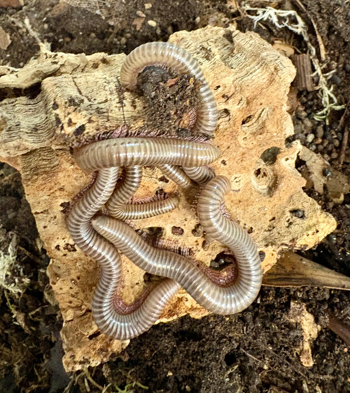 Ghana Speckled Leg Giant Millipede
(Telodeinopus aoutii)