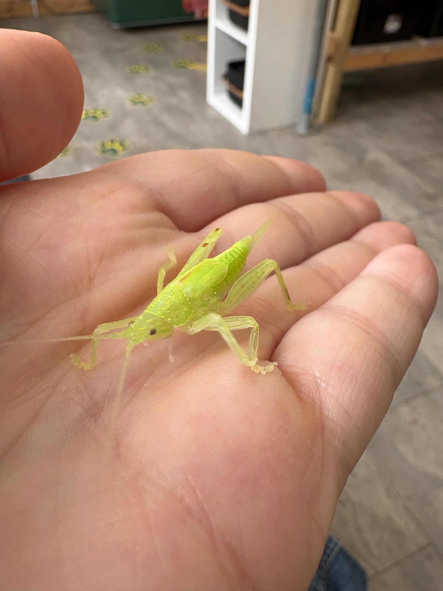 Leaf Mimic Katydid Phyllomimus truncatus