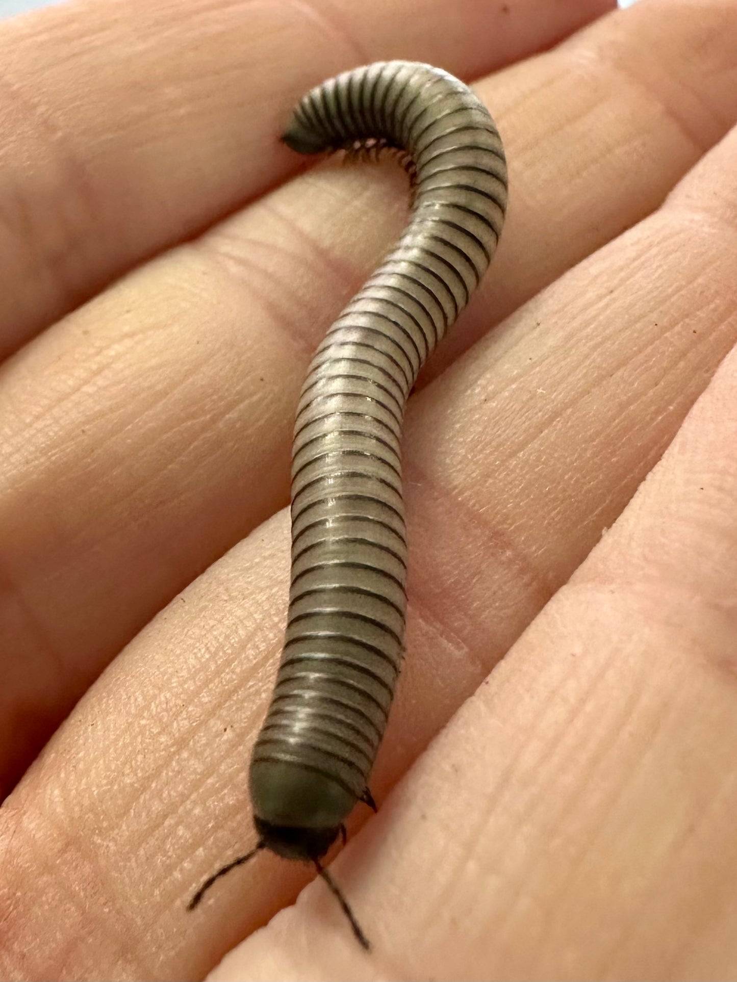 O.Rutilan Millipede