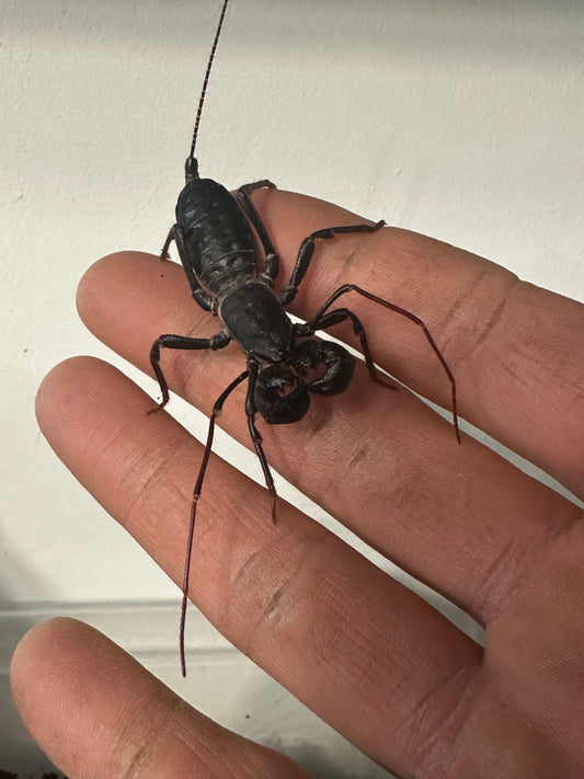 Mastigoproctus gigantea
GIANT VINEGAROON