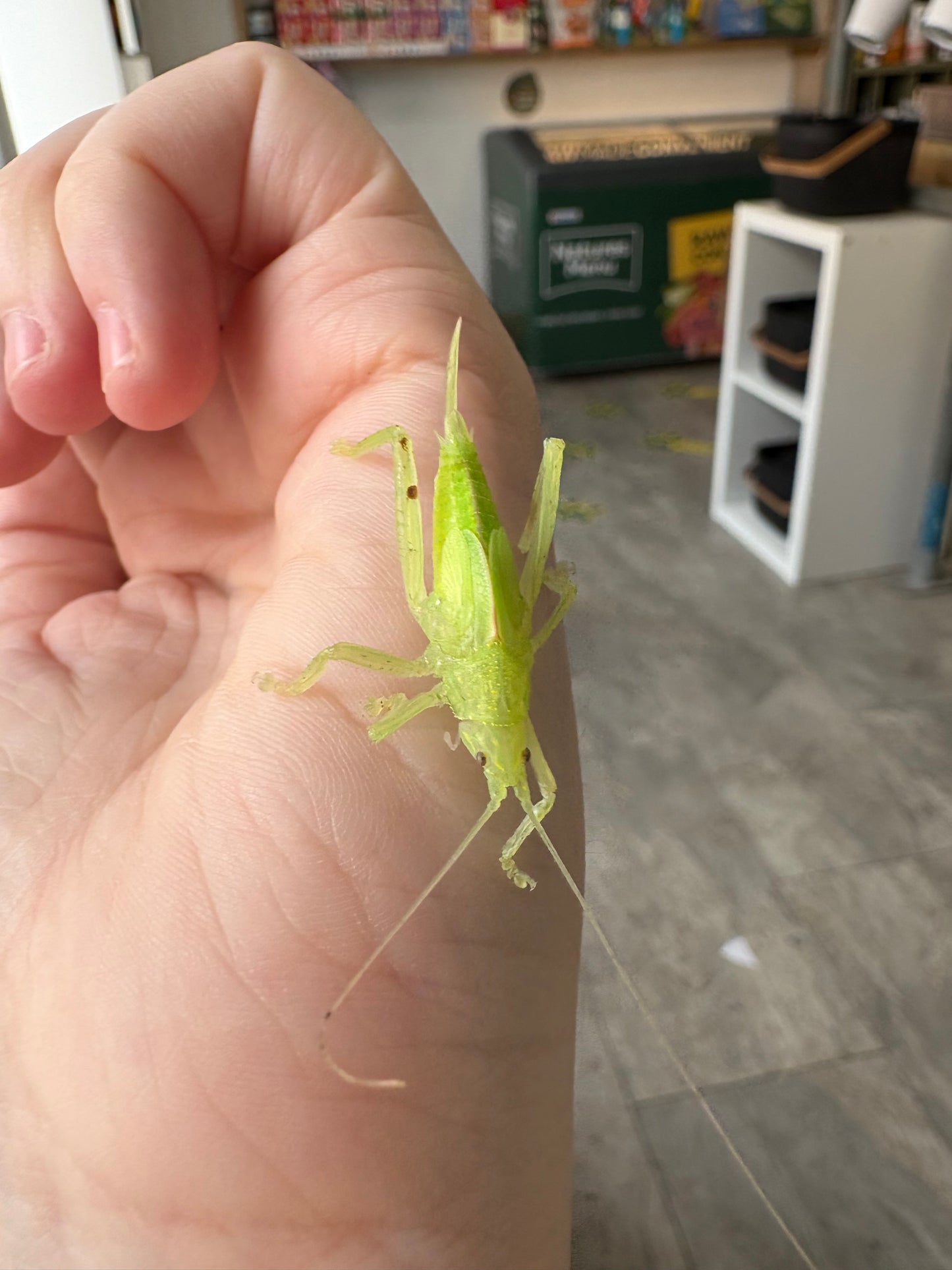 Leaf Mimic Katydid Phyllomimus truncatus