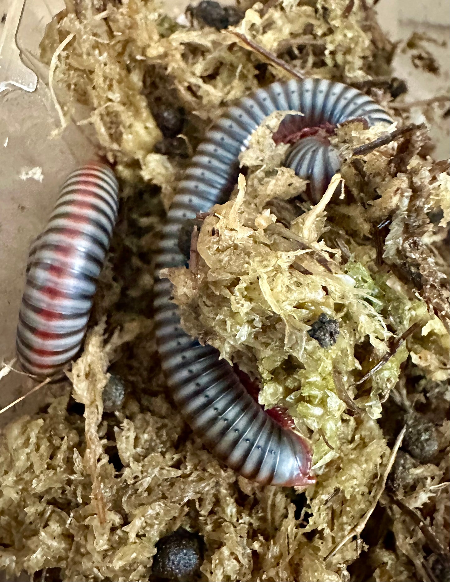 Vietnamese Rainbow Millipede