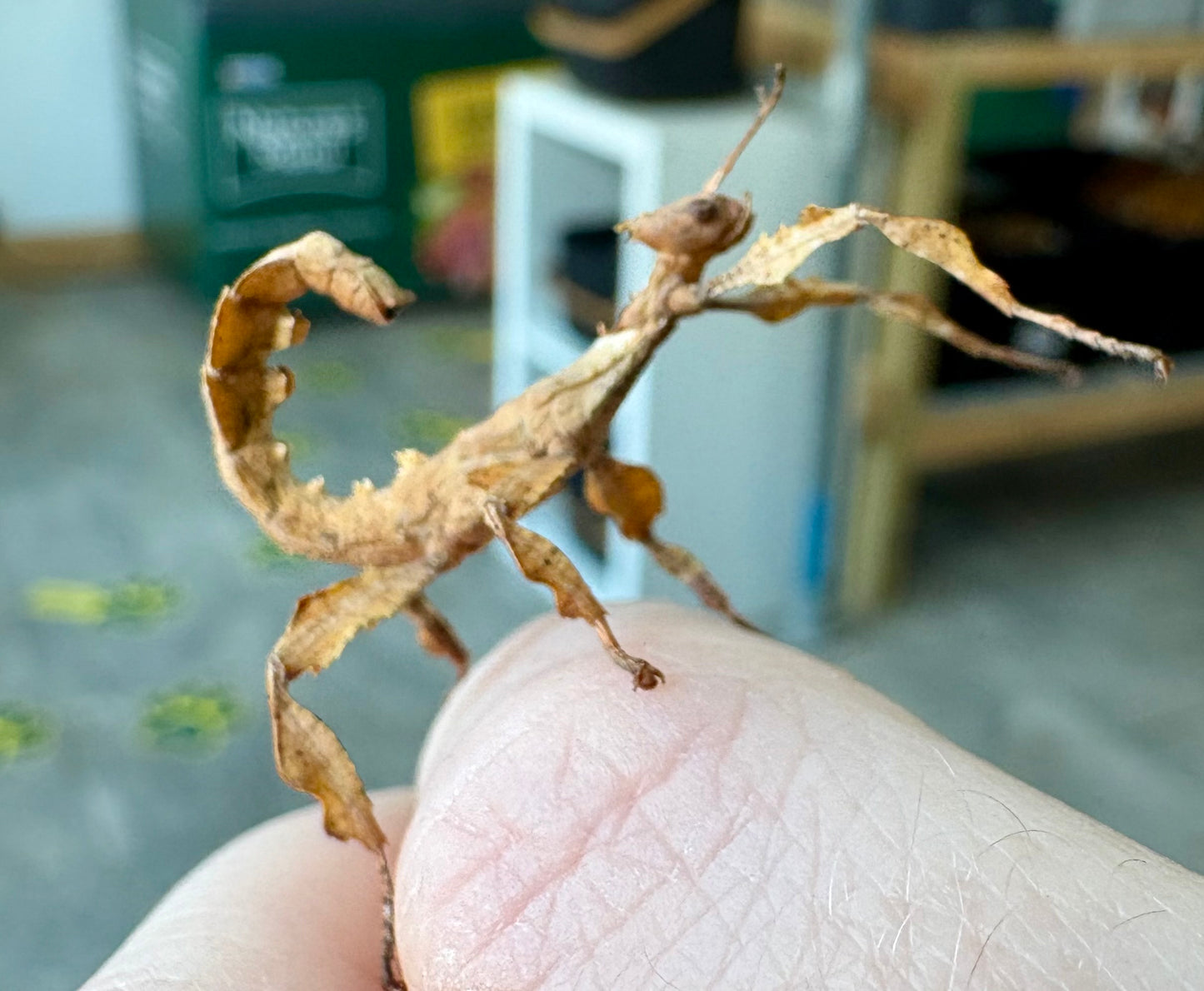 Macleays Spectre Extatosoma tiaratum