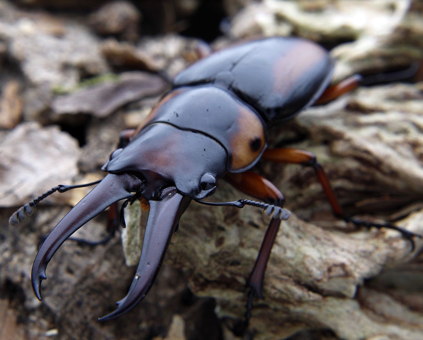 Prosopocoilus savagei - Stag Beetle
ADULT PAIR