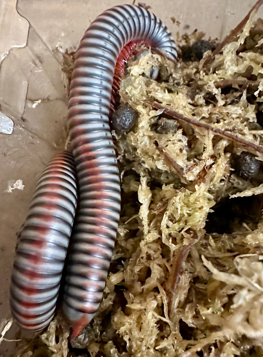 Vietnamese Rainbow Millipede