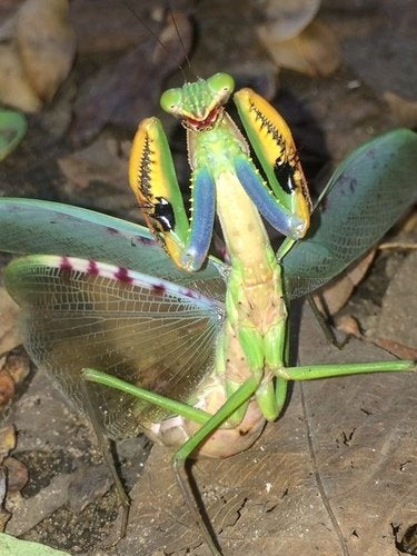 Marble Mantis (Polyspilota aeruginosa)