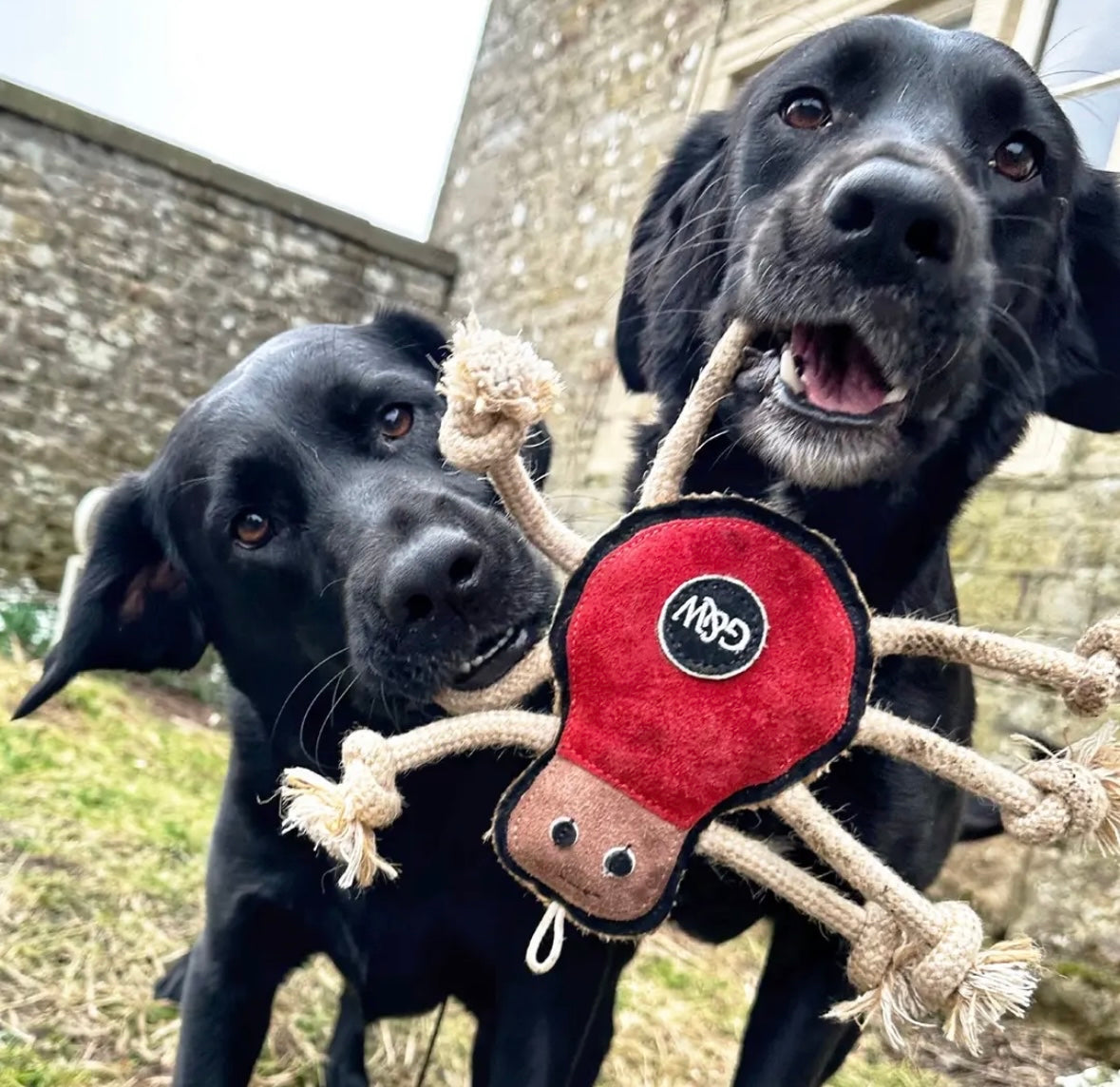 Spike the Spider Eco Dog Toy