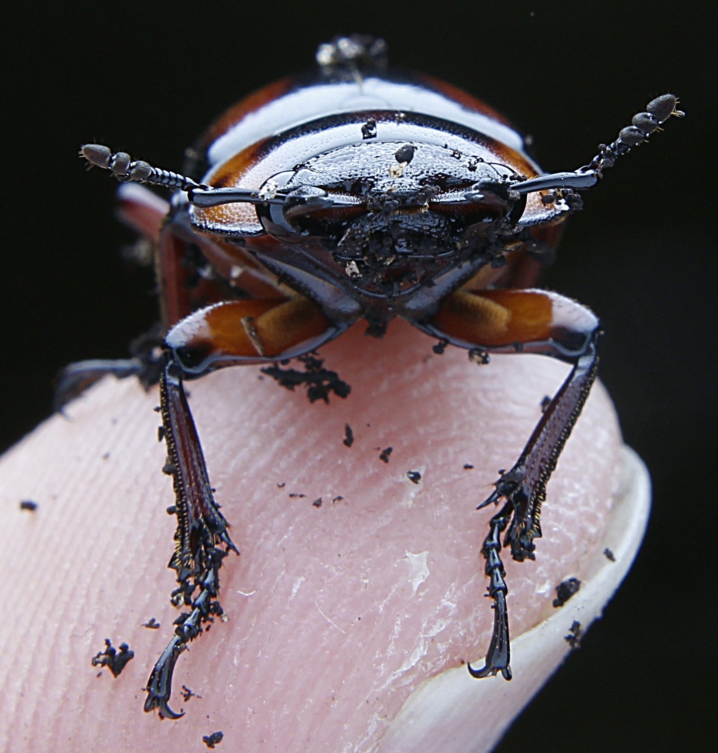 Prosopocoilus savagei - Stag Beetle
ADULT PAIR