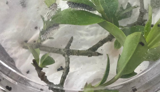 Atlas Moth Caterpillar