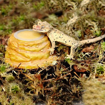 HabiStat Sandstone Jelly Pot Holder Beetle Bugs Inverts
