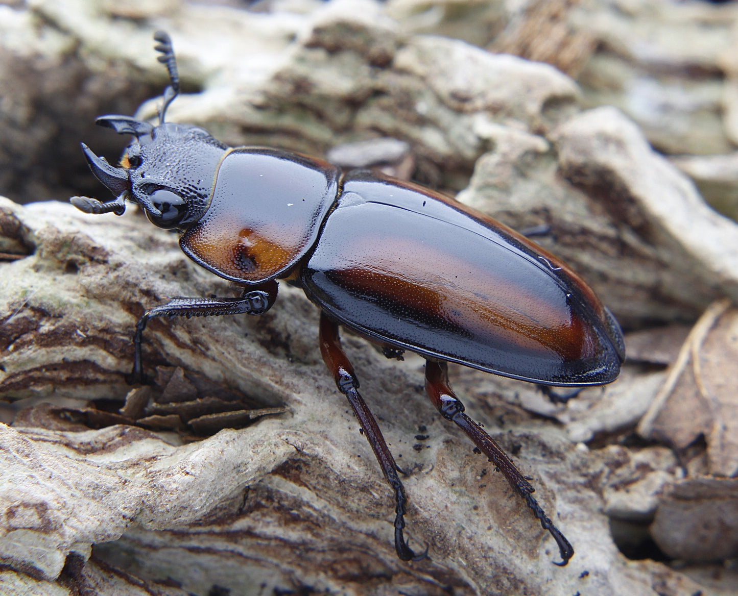 Prosopocoilus savagei - Stag Beetle
ADULT PAIR