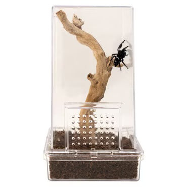 Zoo Med Jumping Spider Starter Kit Enclosure Bundle