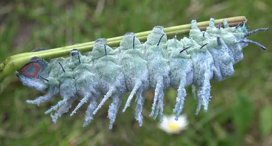 Atlas Moth Caterpillar Pupae Instar 3 Stage Raise to Moth One Supplied