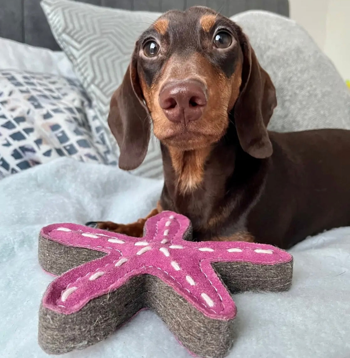 Stanley the Starfish Eco Dog Toy