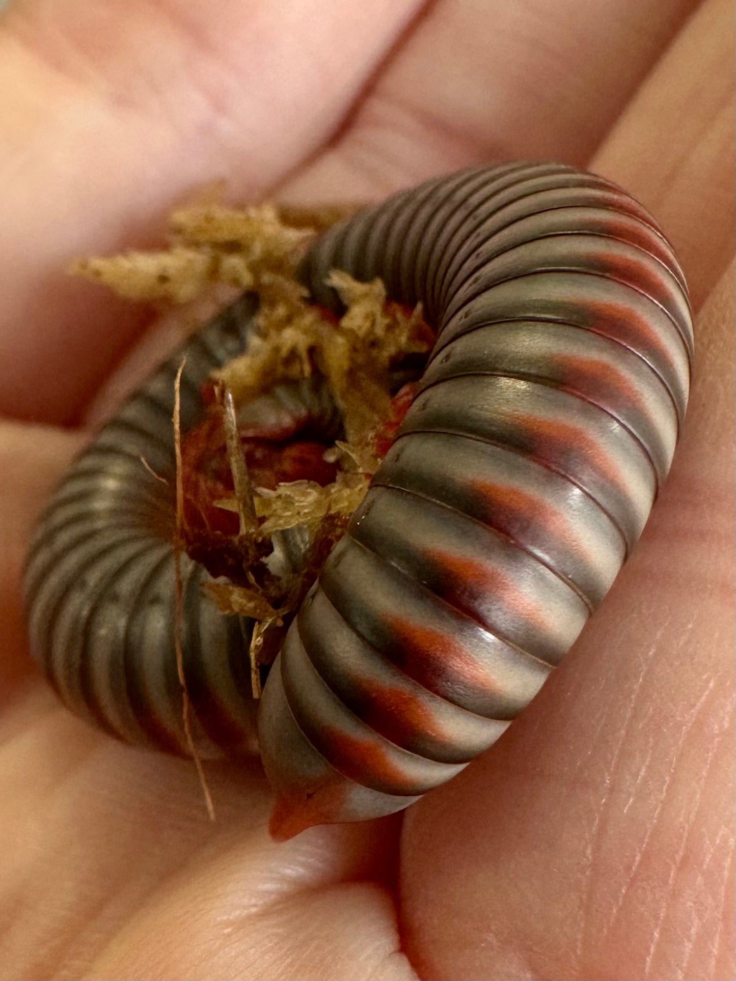 Vietnamese Rainbow Millipede