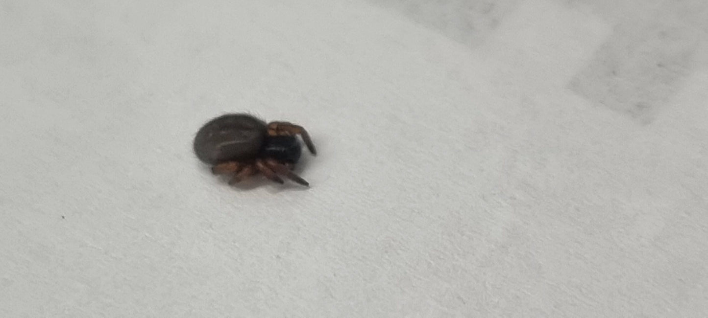 Velvet Spider (Gandanameno Sp)