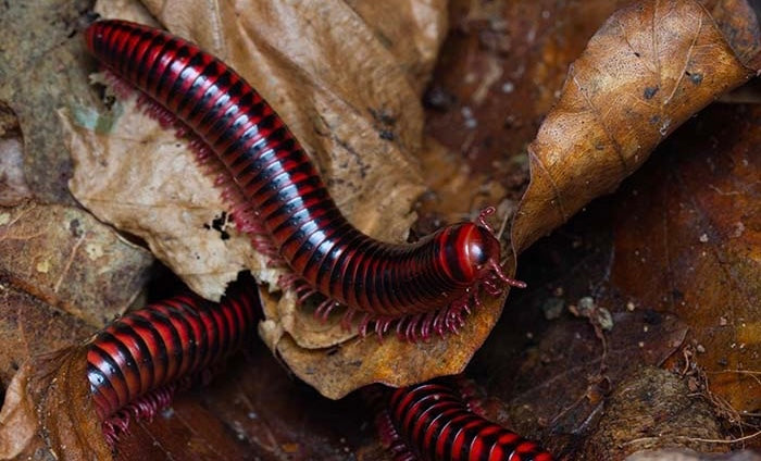 Centrolobus fulgidus
BLACK FIRE MILLIPEDES