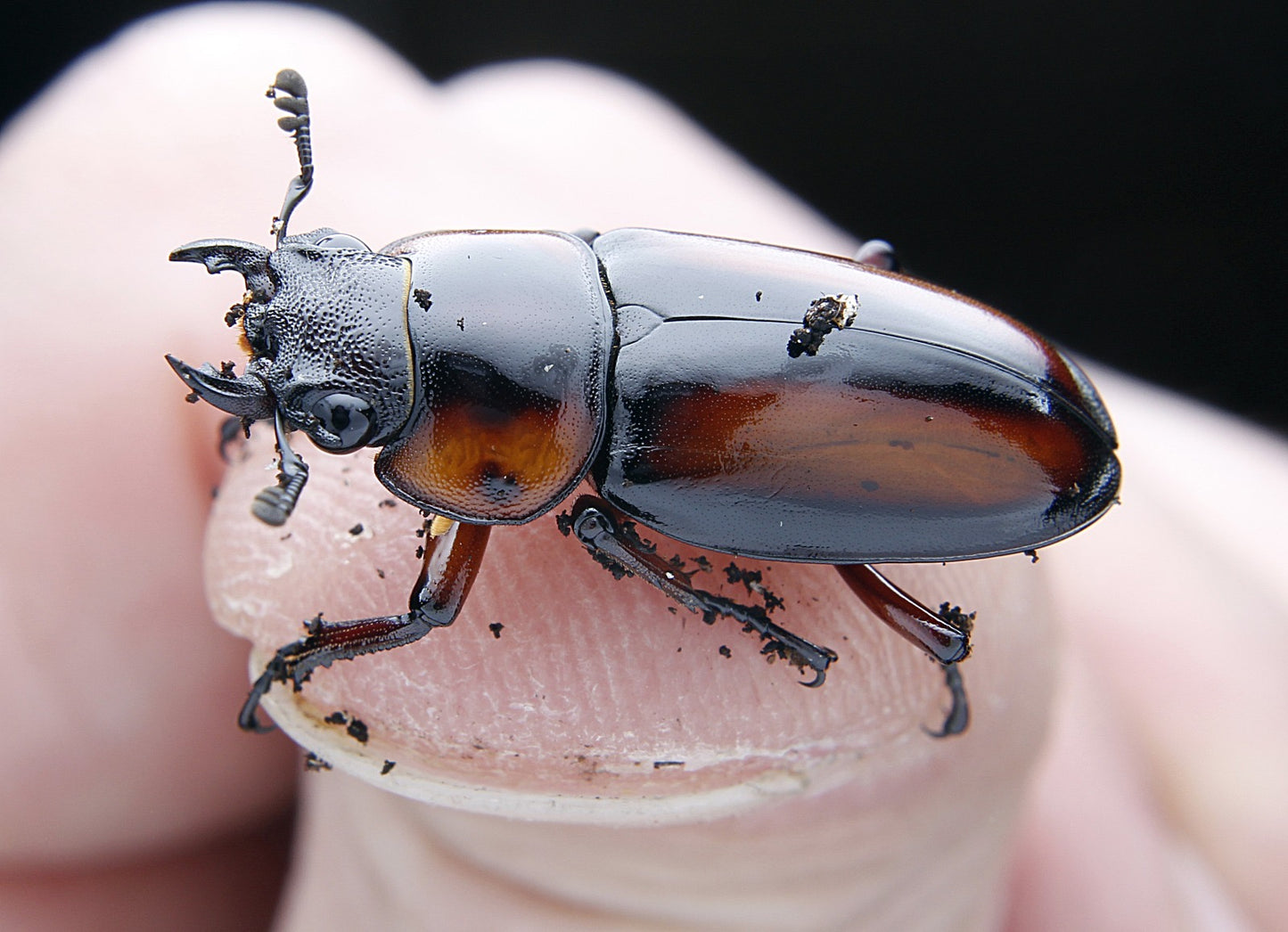 Prosopocoilus savagei - Stag Beetle
ADULT PAIR