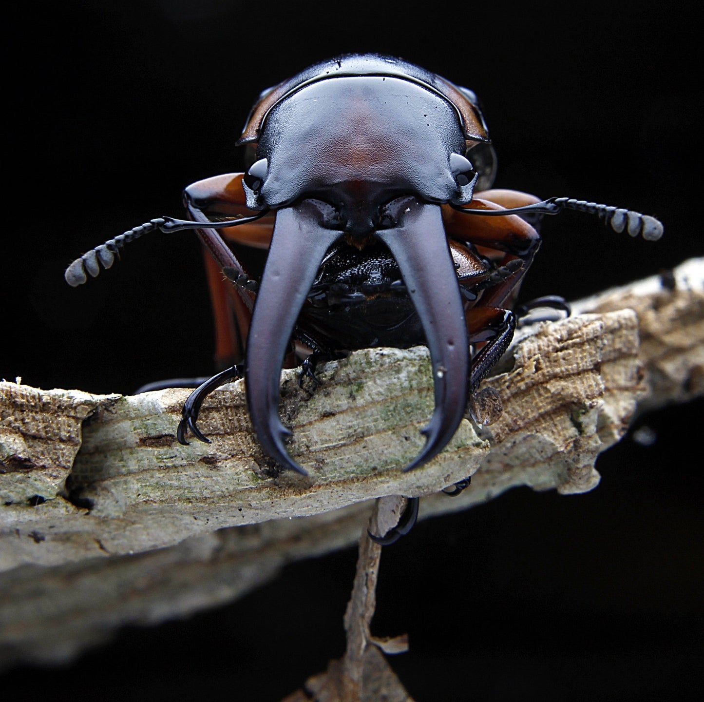 Prosopocoilus savagei - Stag Beetle
ADULT PAIR