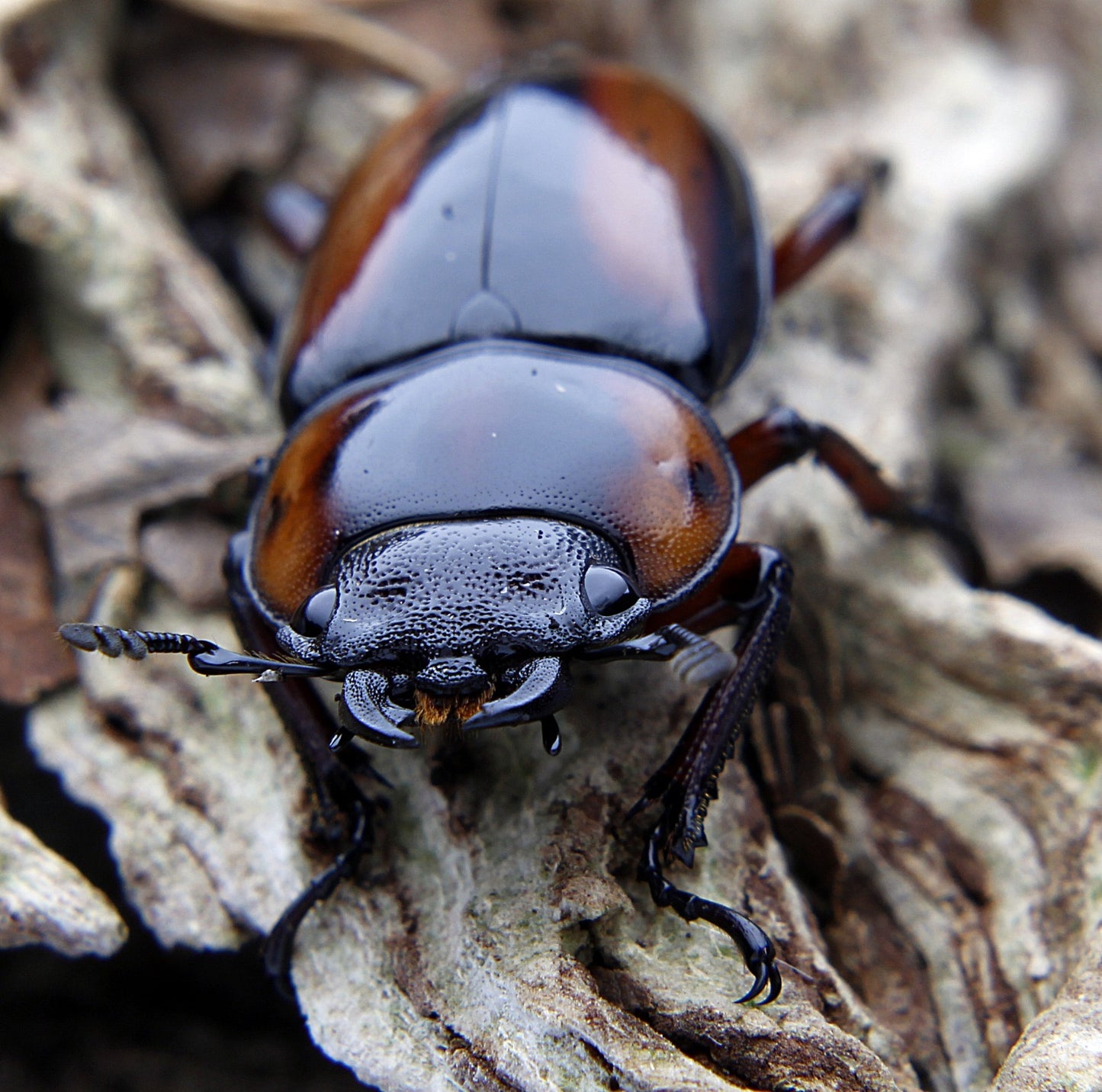 Prosopocoilus savagei - Stag Beetle
ADULT PAIR