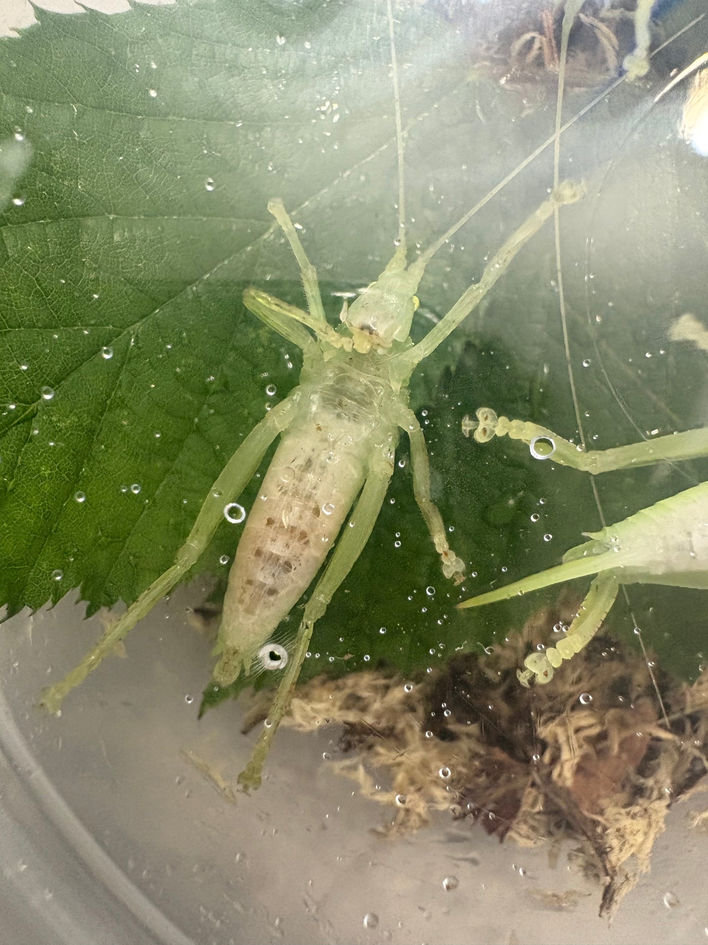 Leaf Mimic Katydid Phyllomimus truncatus