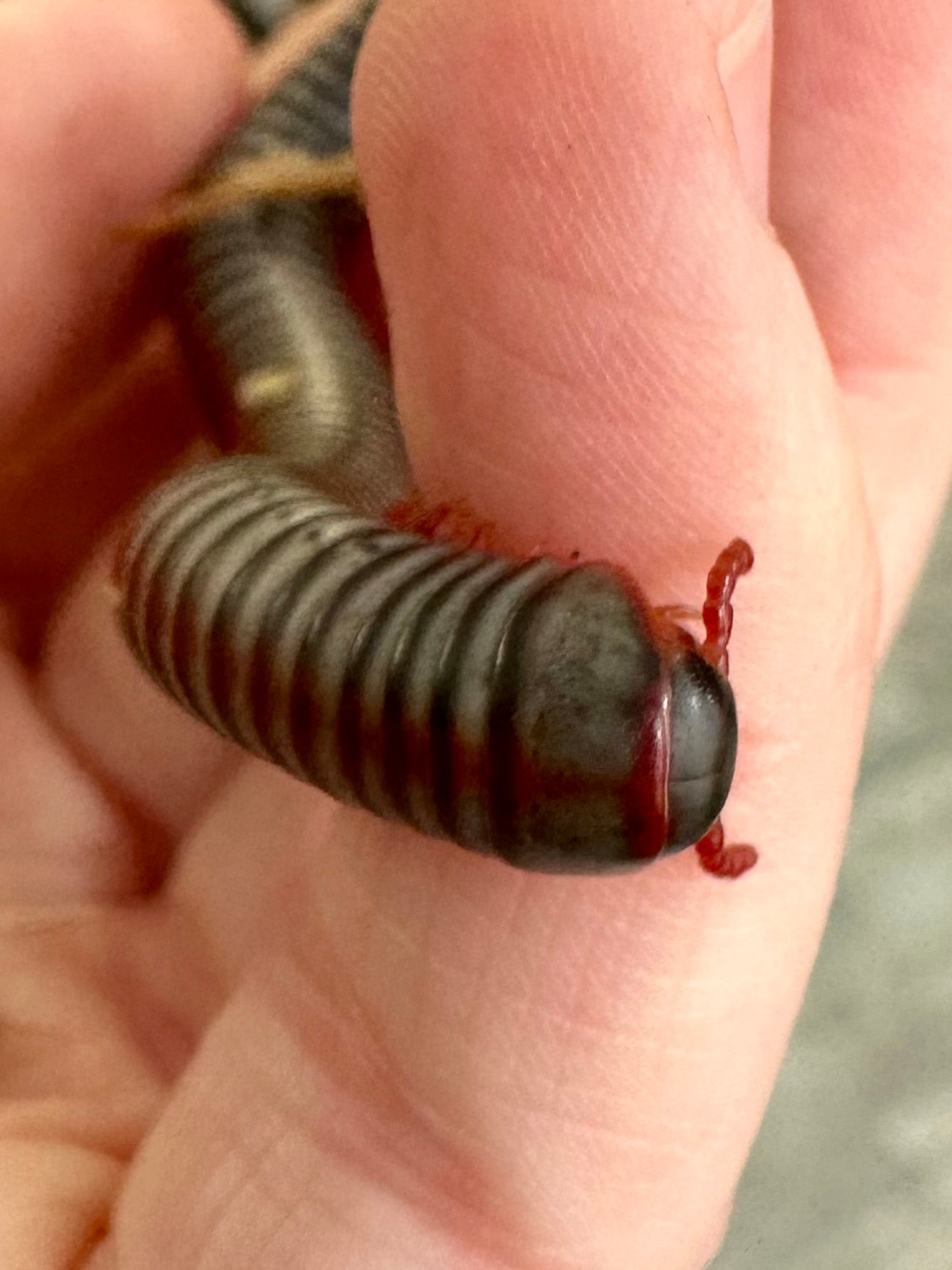 Vietnamese Rainbow Millipede