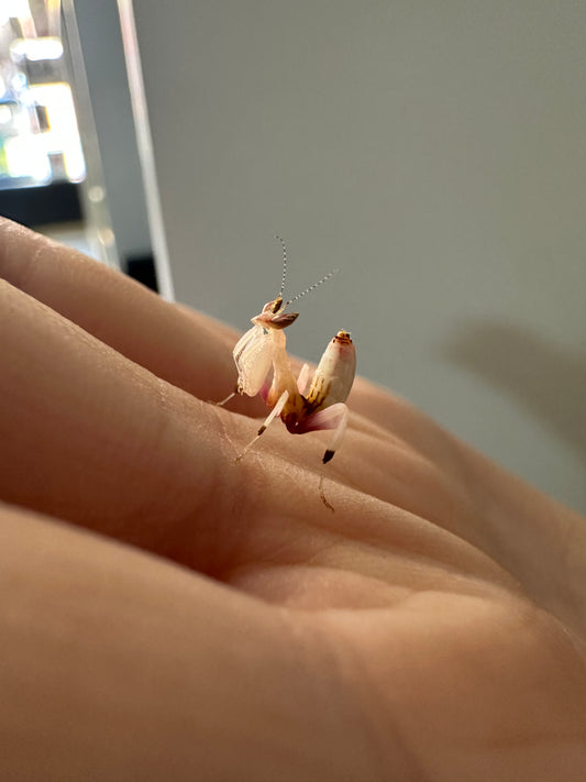 Orchid Mantis