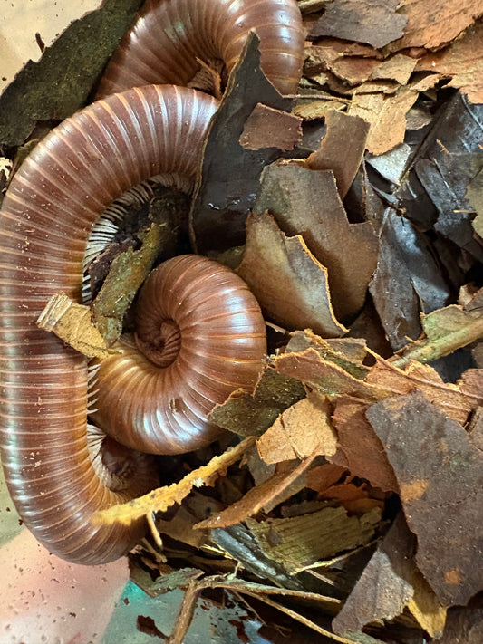 2x Narceous americanus STRAWBERRY BLONDE MILLIPEDES Inverts