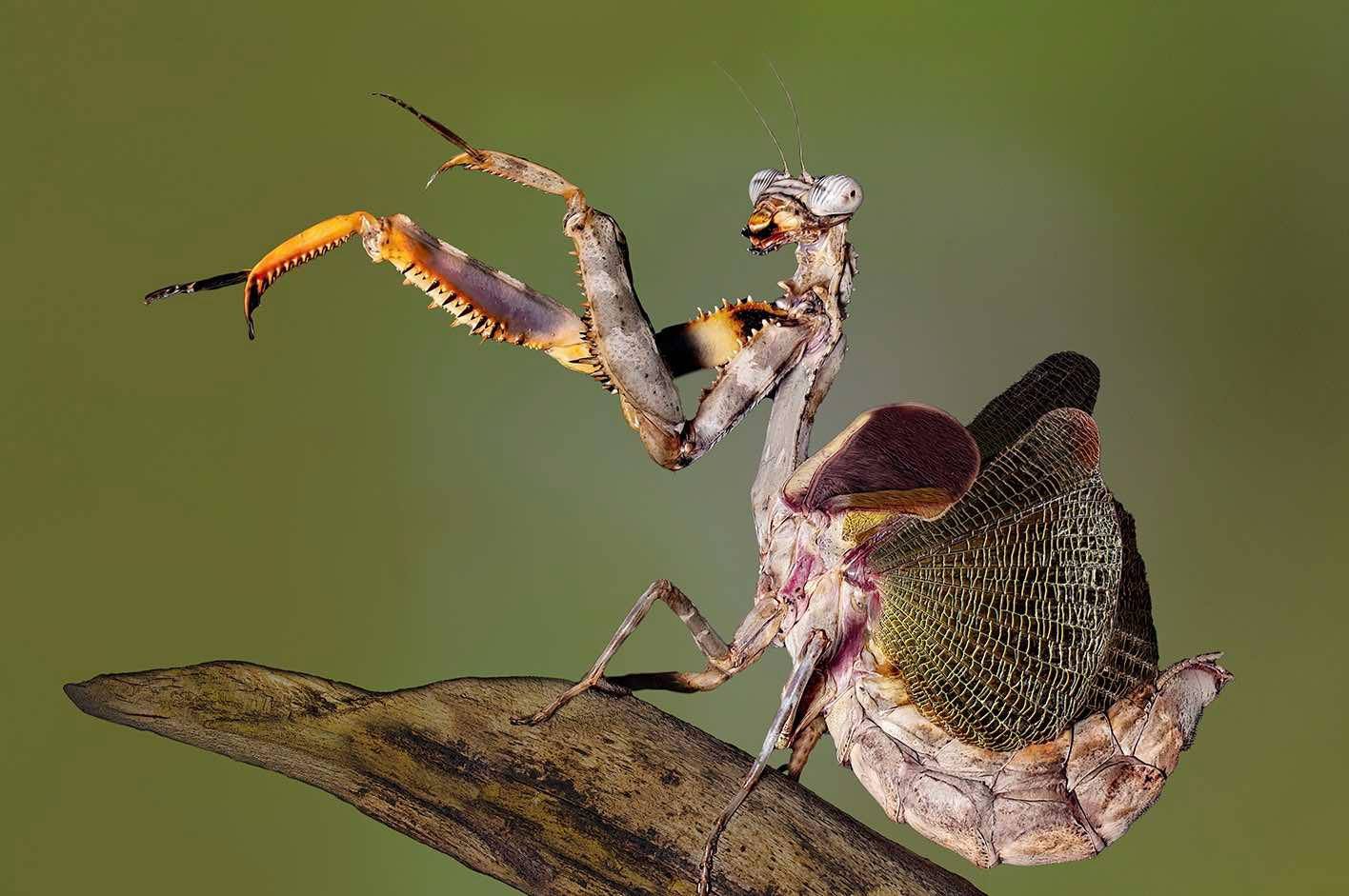 Budwing Mantis (Paraphendale Sp unknown)