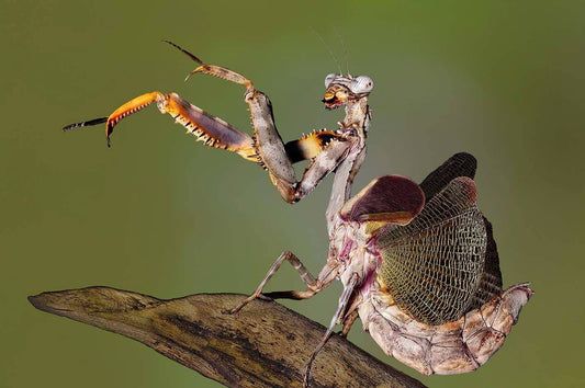Budwing Mantis (Paraphendale Sp unknown)