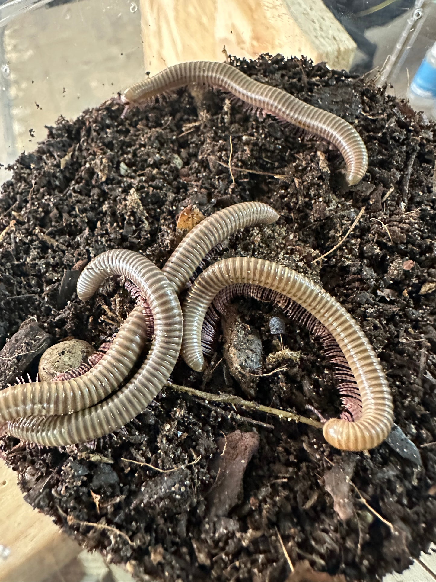 Ghana Speckled Leg Giant Millipede
(Telodeinopus aoutii)