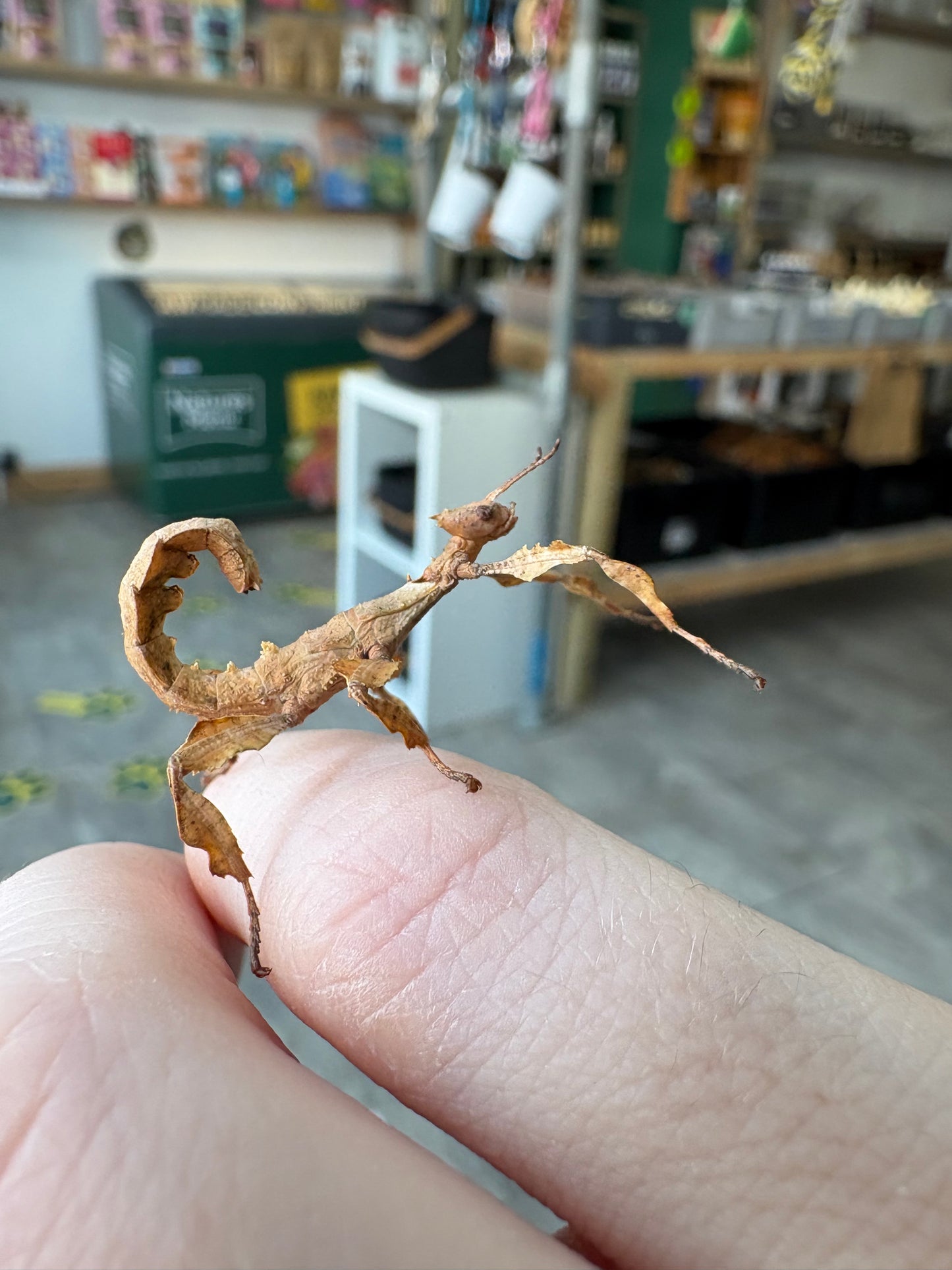 Macleays Spectre Extatosoma tiaratum