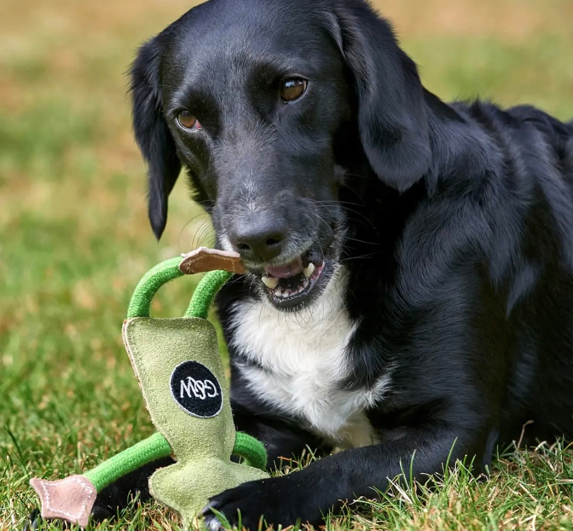 Francois le Frog Eco Dog Toy