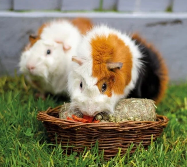 Willow Treat Basket Small Animal Forage Enrichment