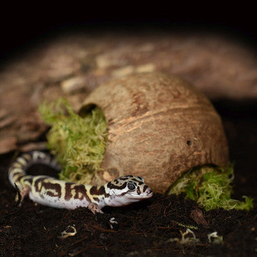 Habistat Moss Hide Coco Sphere