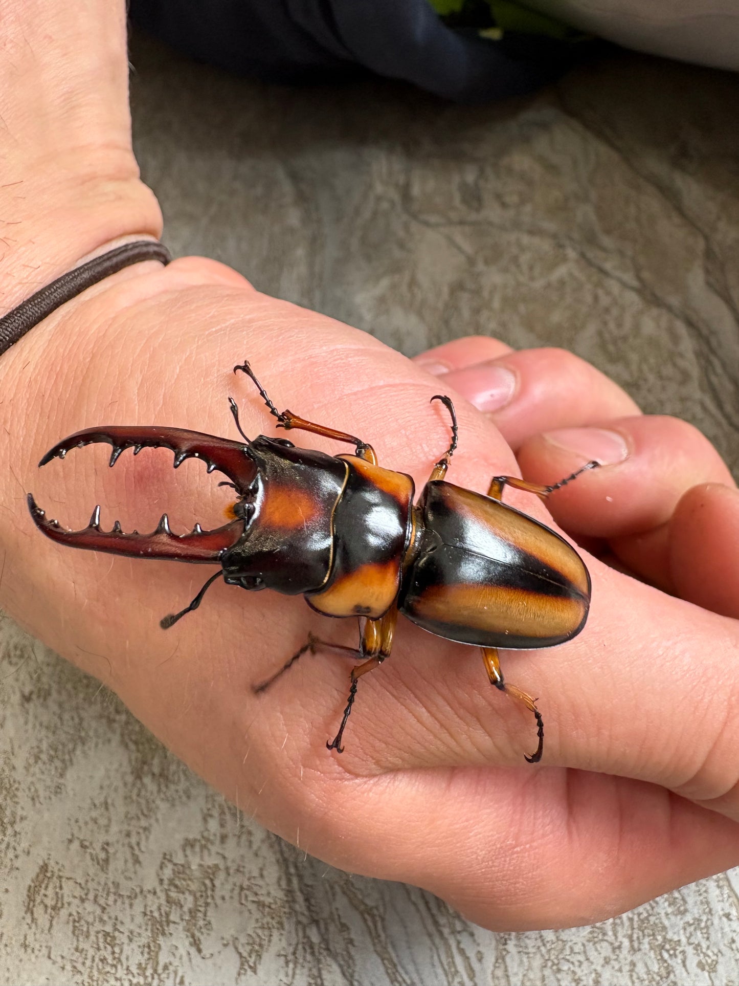 Prosopocoilus savagei - Stag Beetle
ADULT PAIR
