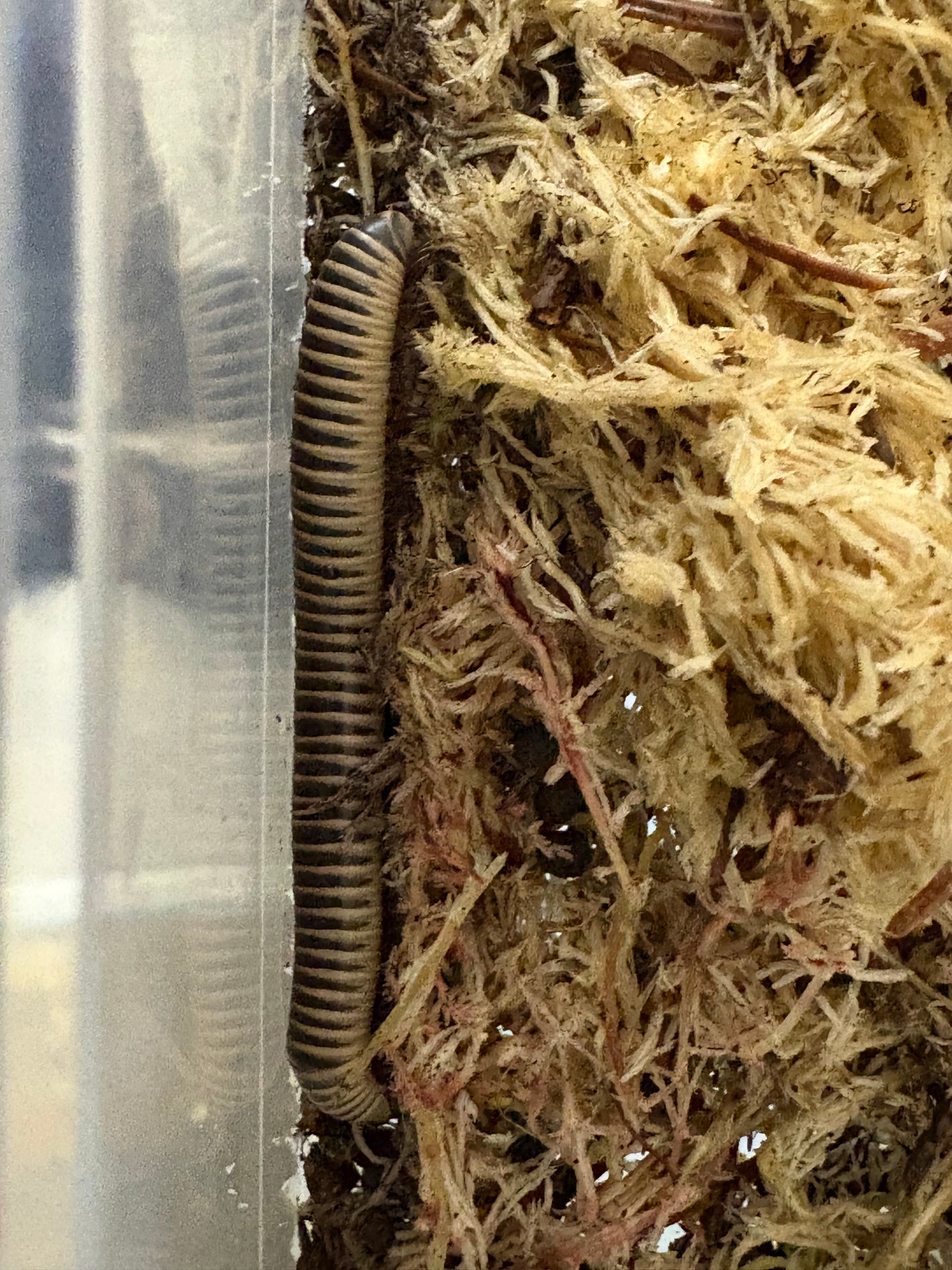 IVORY MILLIPEDE