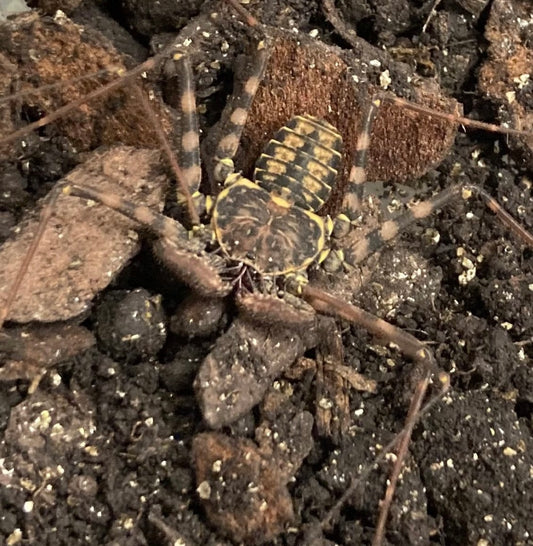 Mexican Whip Scorpion