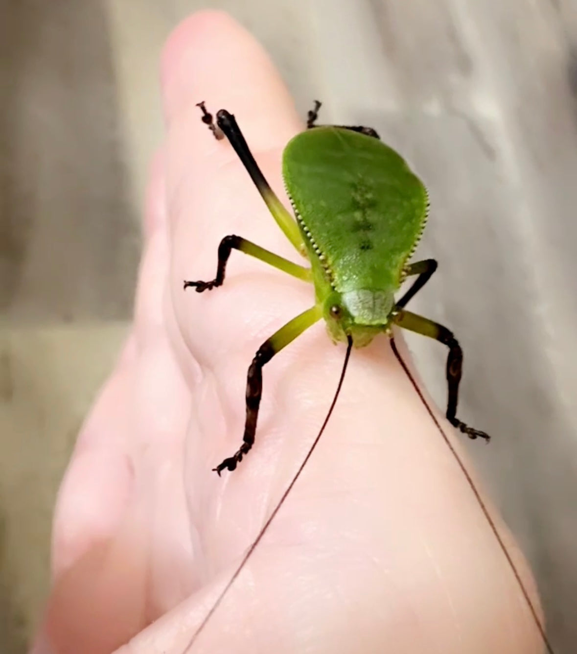 Hooded Katydid L3