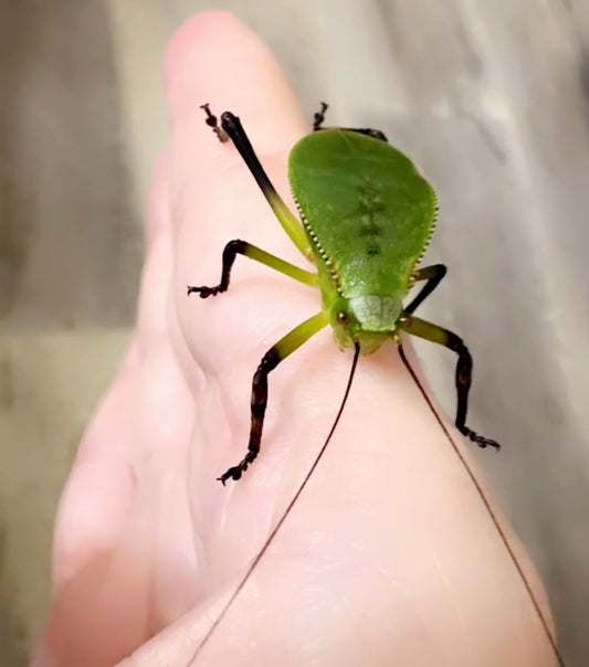 Hooded Katydid L3