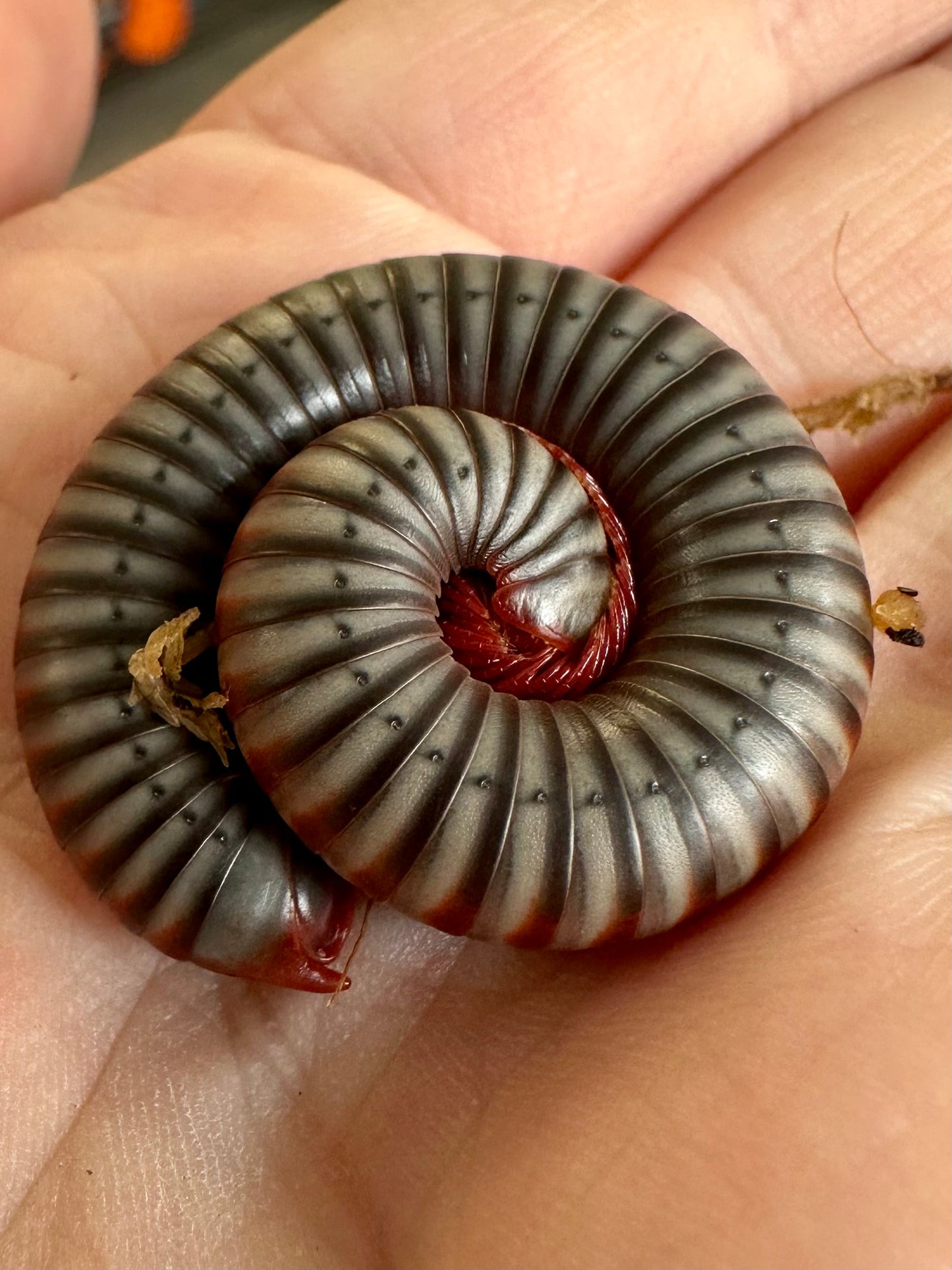 Vietnamese Rainbow Millipede