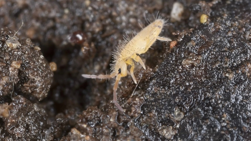 Springtails Bulk 1 Litre