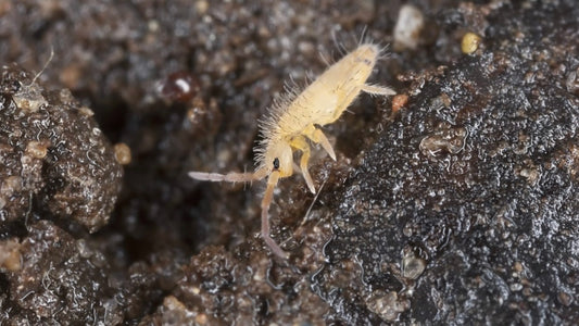 Springtails Bulk 1 Litre