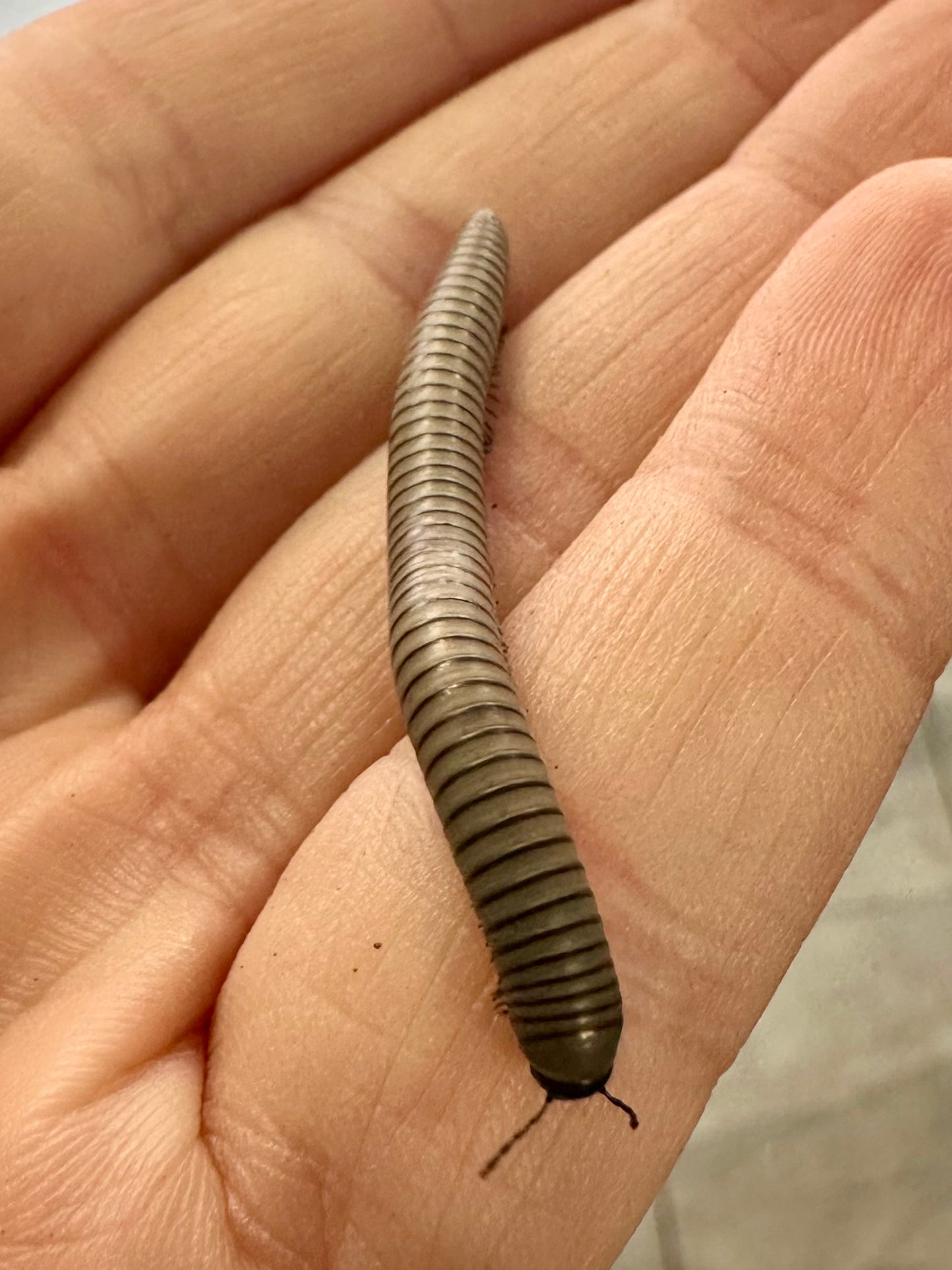 O.Rutilan Millipede