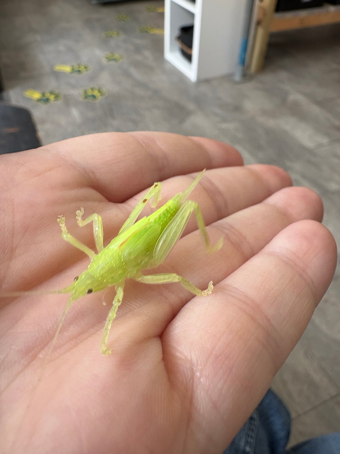 Leaf Mimic Katydid Phyllomimus truncatus