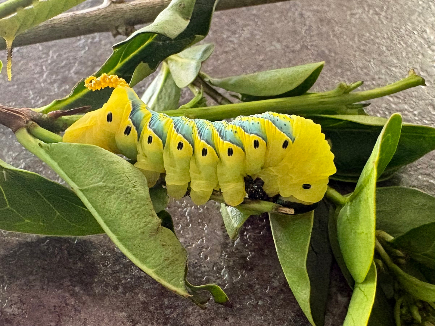 Deaths Head Moth Caterpillar 🐛